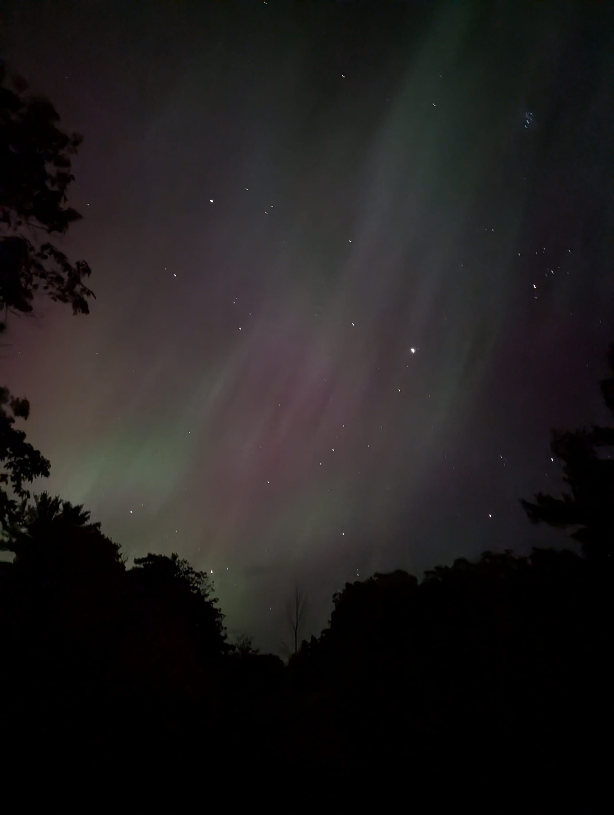 An image of the night sky with the Aurora in the backdrop with green and purple hues, with stars set against it, and the silhouette of trees in the foreground
